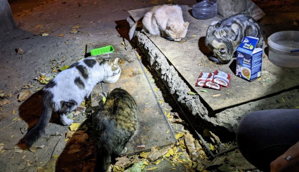 20,000 lbs of pet food for 1,500 cats and dogs