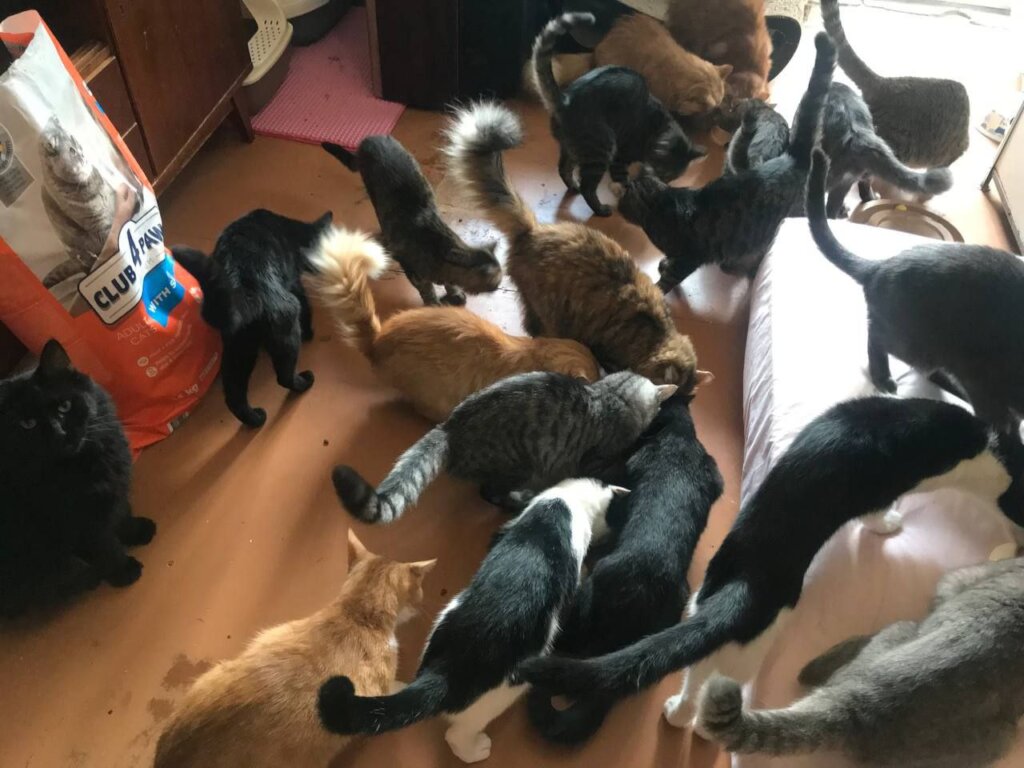 20,000 lbs of pet food for 1,500 cats and dogs