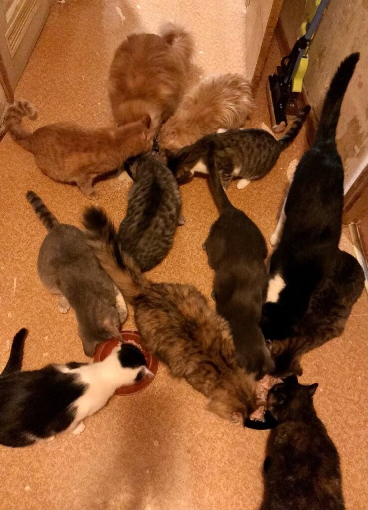 20,000 lbs of pet food for 1,500 cats and dogs