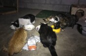20,000 lbs of pet food for 1,500 cats and dogs