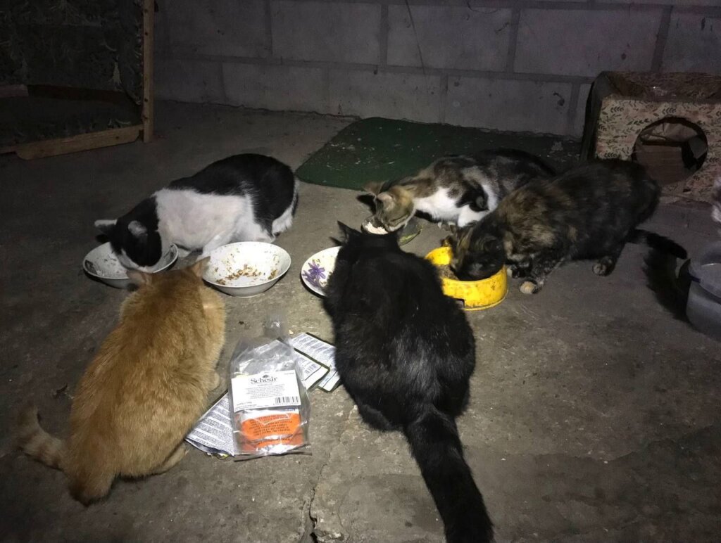 20,000 lbs of pet food for 1,500 cats and dogs