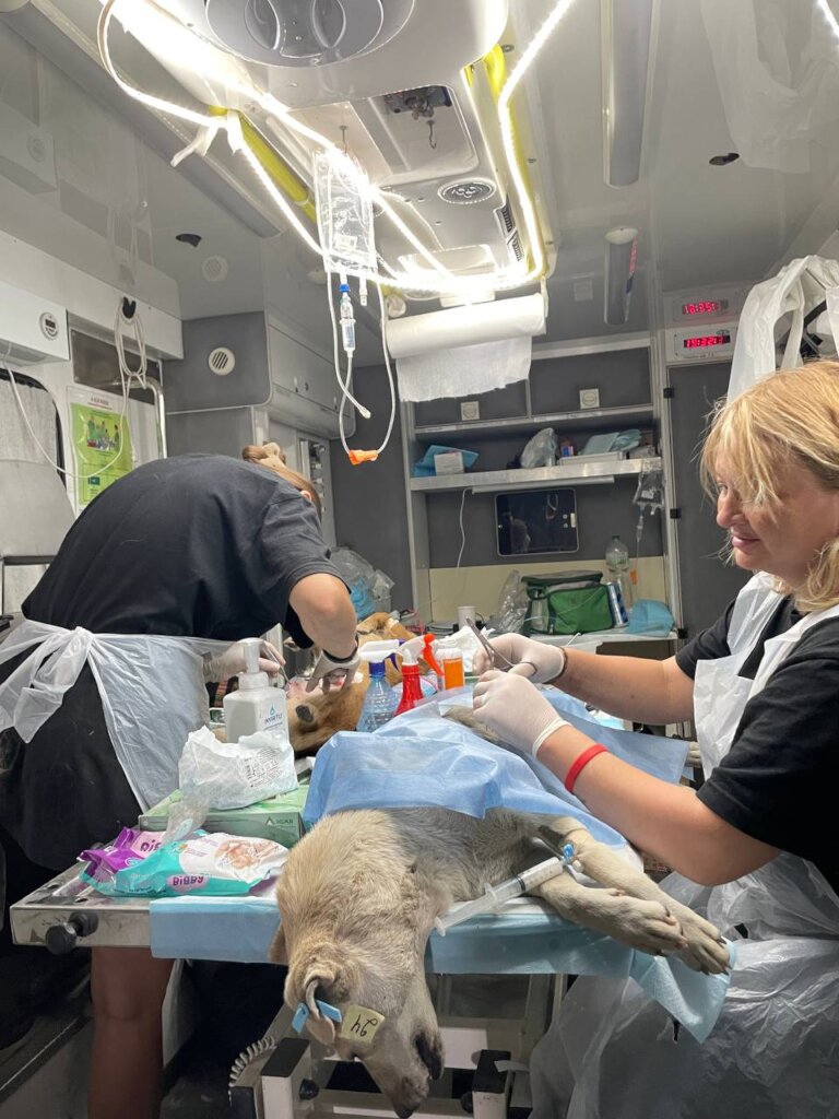 Mobile Vet Mission for Stray Animals in Ukraine