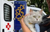 Mobile Vet Mission for Stray Animals in Ukraine