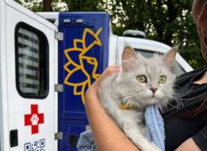 Mobile Vet Mission for Stray Animals in Ukraine