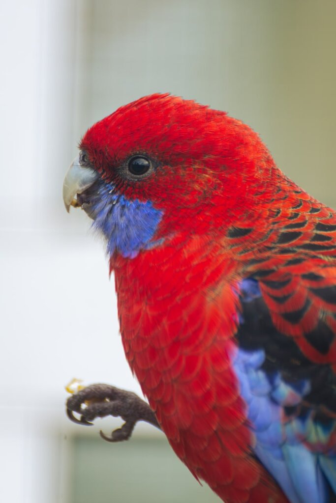 Wings of Hope: Protecting Ukraine's Birds Amid War