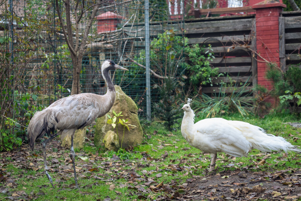 Wings of Hope: Protecting Ukraine's Birds Amid War