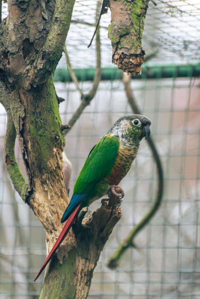 Wings of Hope: Protecting Ukraine's Birds Amid War
