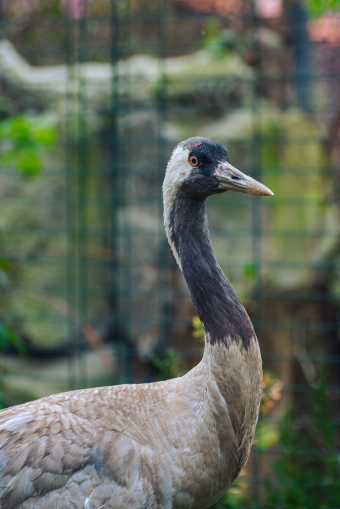 Wings of Hope: Protecting Ukraine's Birds Amid War