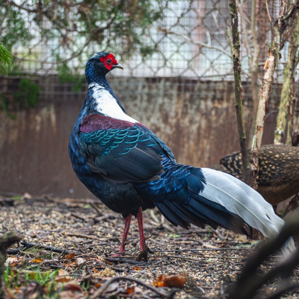 Wings of Hope: Protecting Ukraine's Birds Amid War