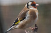 Wings of Hope: Protecting Ukraine's Birds Amid War