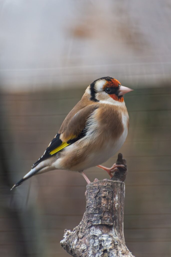 Wings of Hope: Protecting Ukraine's Birds Amid War