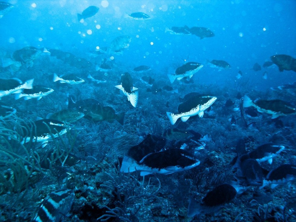 Help Rebuild the Gulf of Mexico Barrier Reef