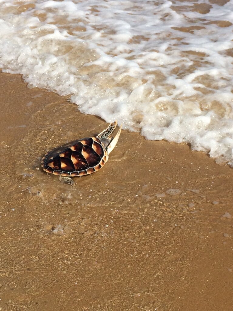 Help Rebuild the Gulf of Mexico Barrier Reef