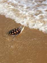 Our Ocean Needs Saving