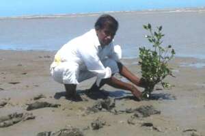 sapling is planted
