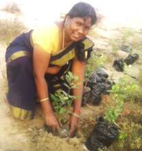 10000 Mangrove plantation and Conservation