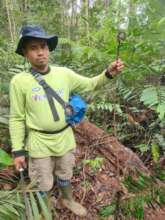 Ranger removing a tiger snare trap
