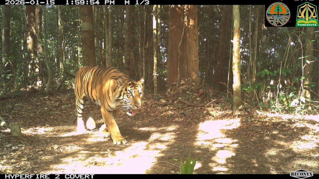 Save Sumatran Tigers, Forests, and Communities