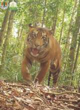 Male tiger in the Ulu Masen Ecosystem