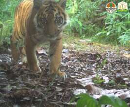 Juvenile tiger in the study area
