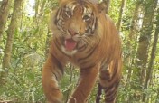 Save Sumatran Tigers, Forests, and Communities