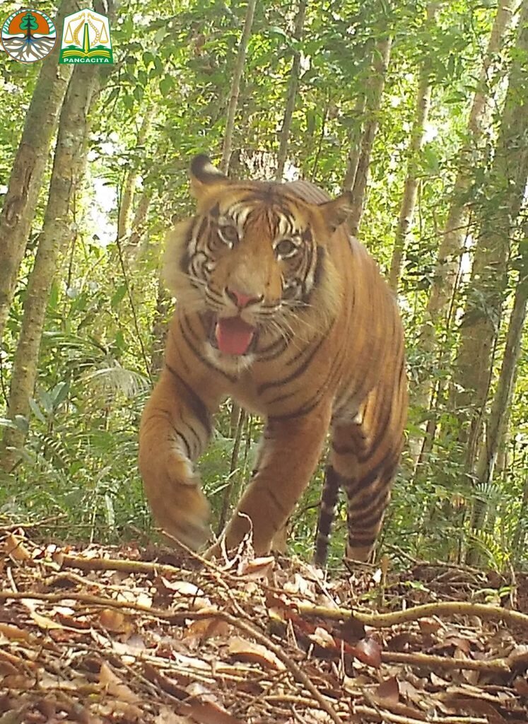 Save Sumatran Tigers and Forests