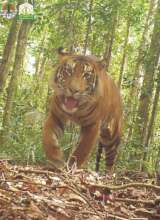 Save Sumatran Tigers, Forests, and Communities