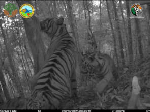 Tiger cubs documented in West Sumatra in September