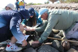 William Gilly intertidal monitoring