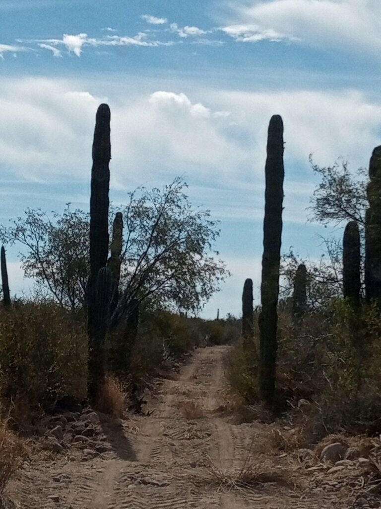 Nurturing environmental values in BCS Mexico