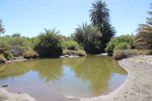 Spring-fed estuary at the Center