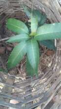 Mango tree planted in June 2025 for Adame school
