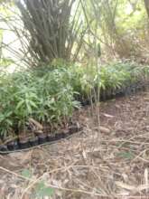 Mango Sapling for April-May tree planting season