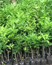 Orange Sapling for April-May tree planting season