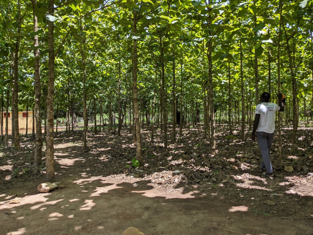 Plant 50,000 Native Trees in Togo's Rural schools