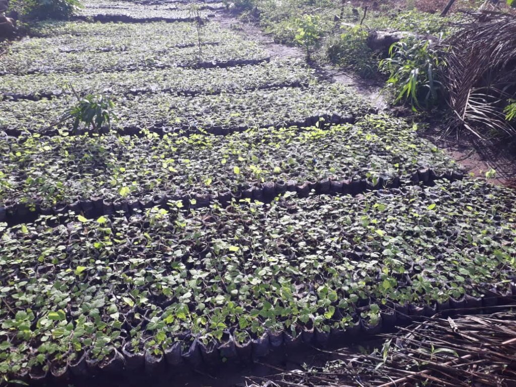 Plant 50,000 Native Trees in Togo's Rural schools