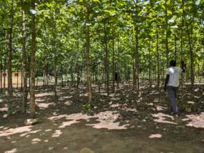 One of our tree plantation (planted in 2018)