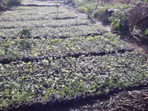 One of our tree nurseries