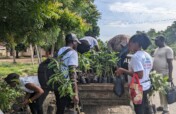 Plant 50,000 Native Trees in Togo's Rural schools