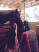 Giving horses love