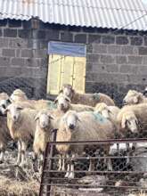 Balbas Sheep in Darik Village