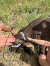 Buffalo Snare Removed