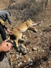 Lioness being treated