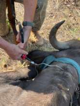 Buffalo De-snaring