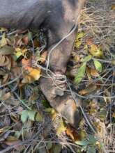 Buffalo De-snaring