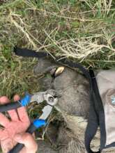 Warthog Snare Removal