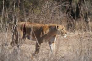 Lioness making a good recovery after treatment