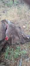 Elephant De-snaring