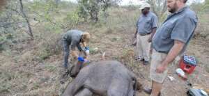 Elephant De-snaring