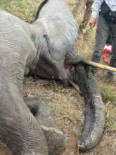 Elephant De-snaring
